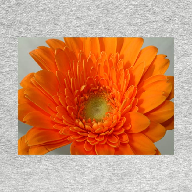 orange gerbera by goldyart